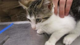 A white/tabby cat held by someone