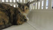 A calico cat inside a white cage, looking sad