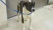 A brown/white pit bull type with a blue leash