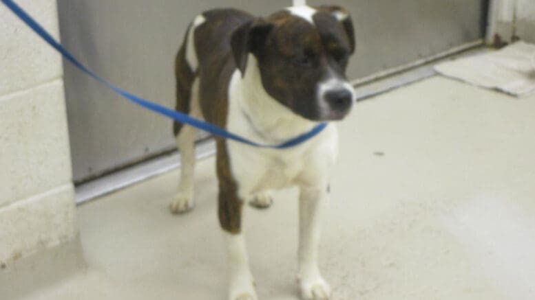 A brown/white pit bull type with a blue leash