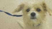 A white/tan terrier with a blue leash, looking sad