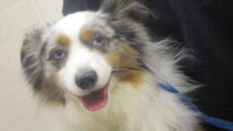 A tri-color Australian shepherd with a blue leash, looking happy