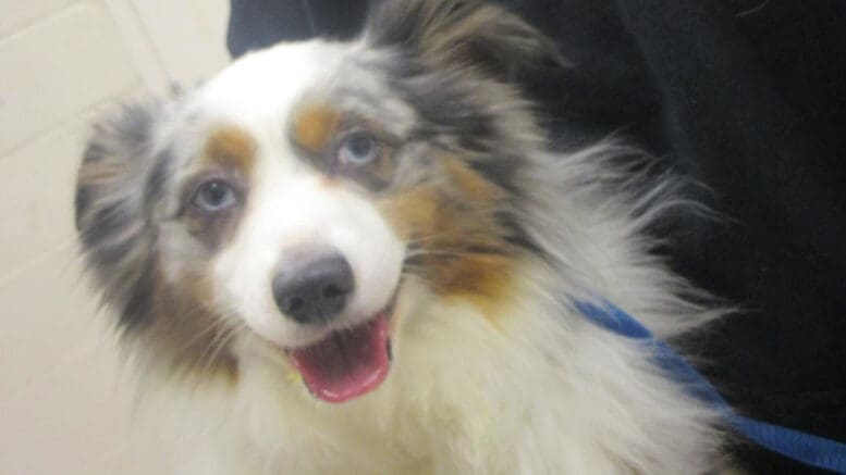 A tri-color Australian shepherd with a blue leash, looking happy
