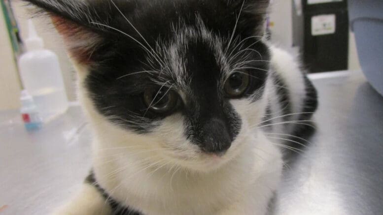 A black/white cat looking angry