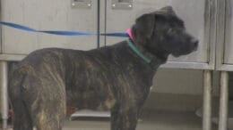 A brindle hound with a blue leash