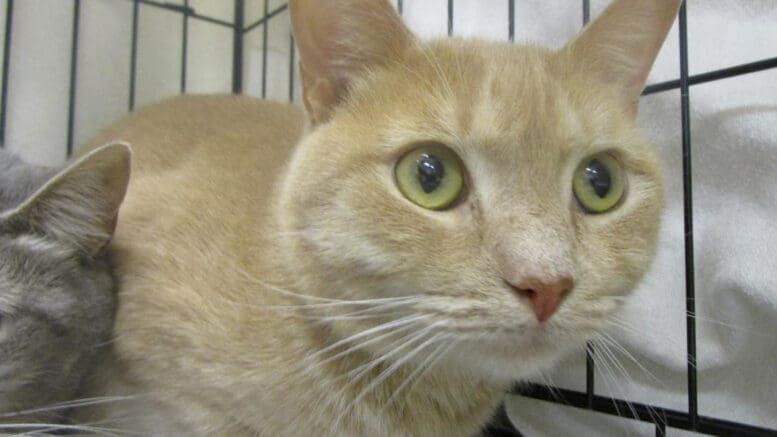 An orange tabby cat inside a cage, looking shocked