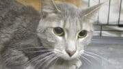 A gray tabby cat looking sad