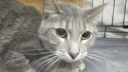 A gray tabby cat looking sad