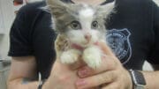 A gray/white cat held by someone behind