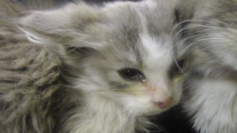 A gray cat looking sad