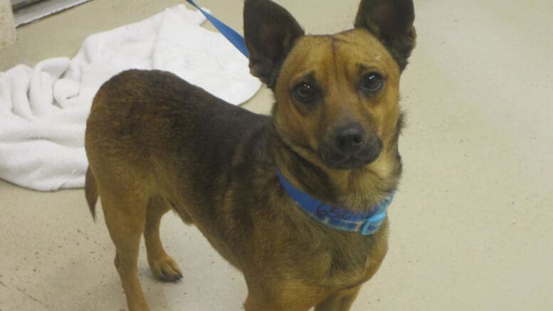 A black/tan mixed breed dog with a blue leash, looking sad