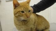 An orange tabby cat held by someone behind