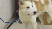 A white/tan shepherd with a blue leash