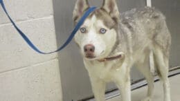 A brown/white husky with a blue leash