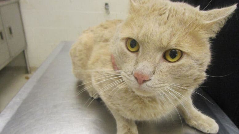 A beige tabby cat looking ahead