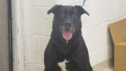 A black/white labrador retriever with a blue leash, looking happy