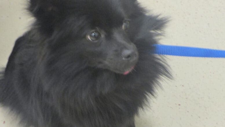 A black pomeranian with a blue leash