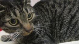 A gray tabby cat looking shocked