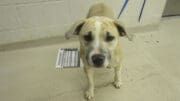 A tan/white labrador retriever with a blue leash