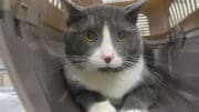 A gray/white cat inside a gray/cream cage, looking sad