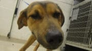 A brown/black hound with a blue leash, looking sad