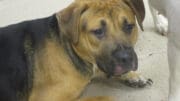 A black/brown hound looking sad