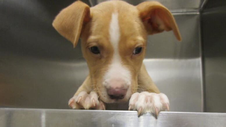 A tan/white puppy looking sad