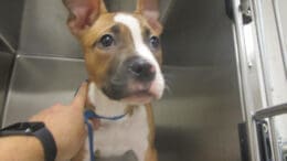 A tri-color puppy with a blue leash