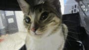 A gray tabby/white cat inside a cage