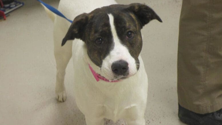 A white/brindle pointer with a blue leash