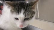 A white/tabby cat on the top of the table