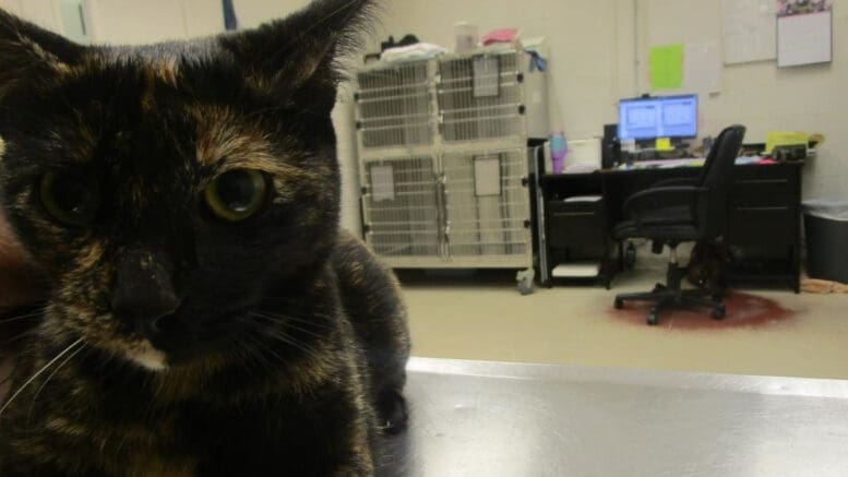 A tortoise shell cat on the top of a table