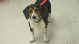 A tri-color beagle with a pink leash, looking sad