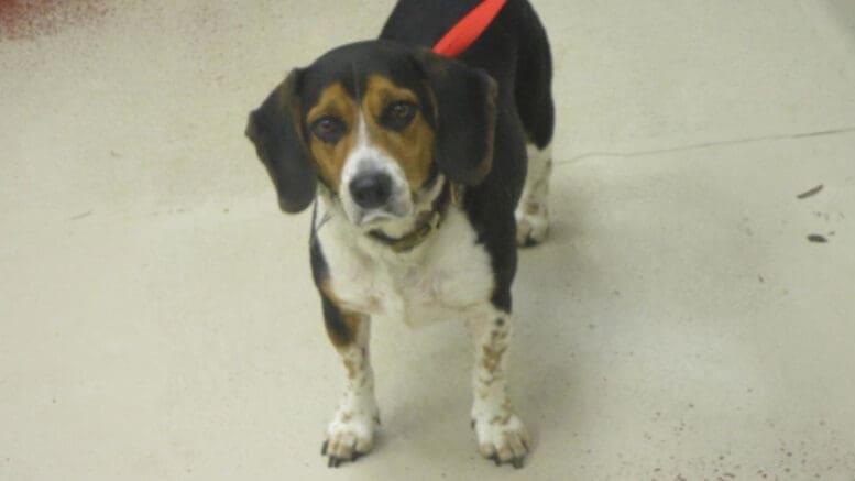 A tri-color beagle with a pink leash, looking sad