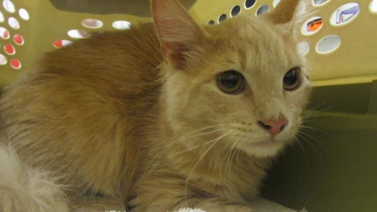 A beige tabby cat inside a cage, looking sad