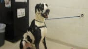 A blue merle great dane with a blue leash, looking happy