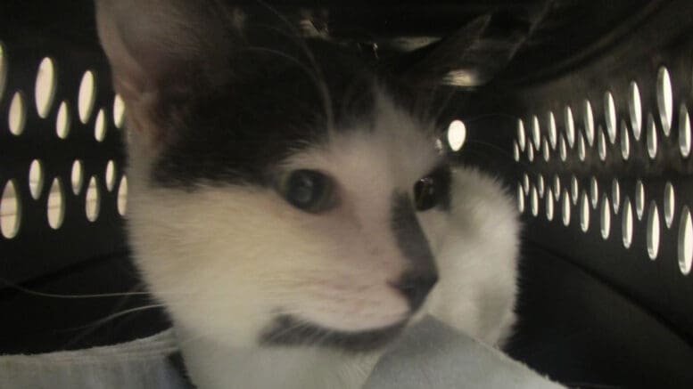 A gray tabby/white cat inside a cage