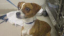 A brown/white chihuahua with a blue leash