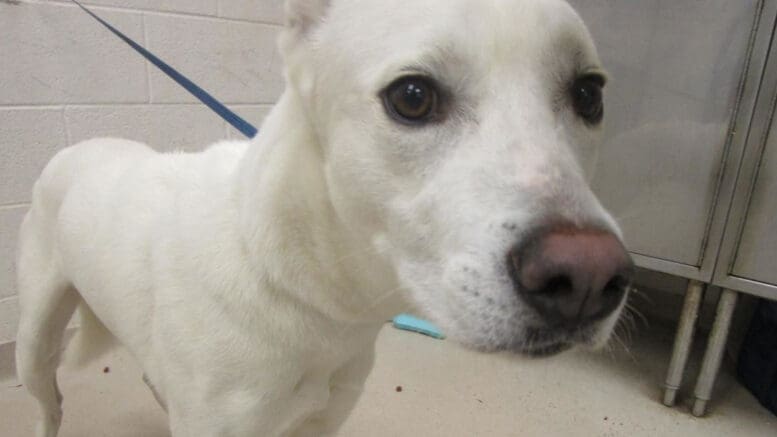 A white shepherd with a blue leash, looking sad