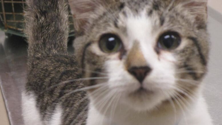 A tabby/white cat looking sad