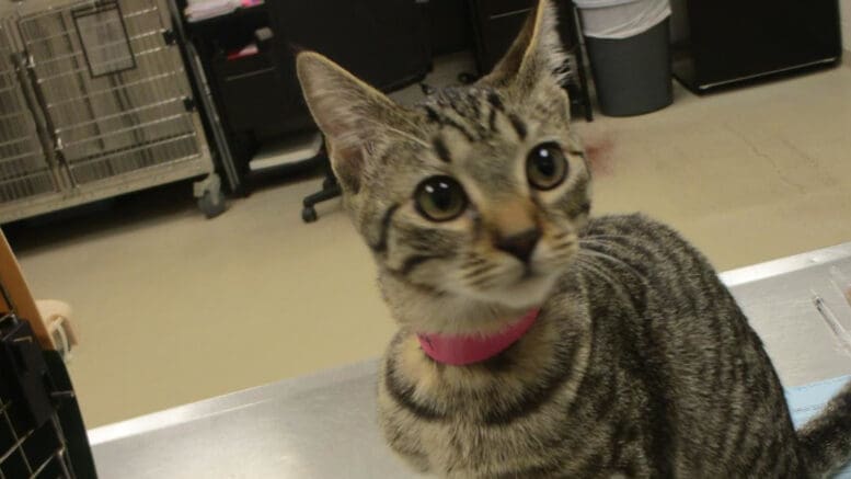 A tabby cat with a pink leash