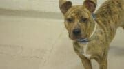 A brindle white pit bull with a blue leash