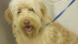 A tan/white poodle with a blue leash, looking happy