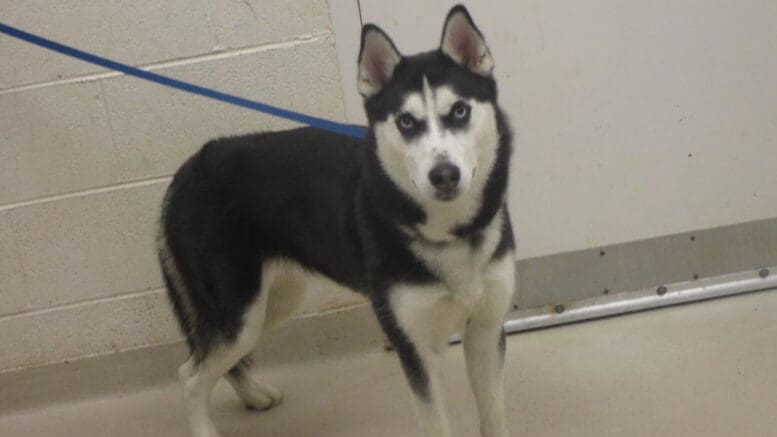 A black/white husky with a blue leash, looking angry