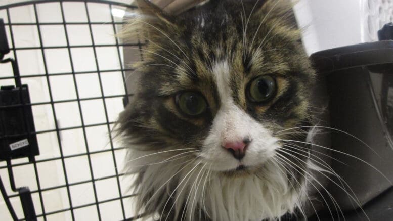 A gray/white cat inside a cage, looking angry