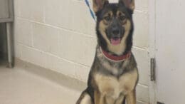 A tri-color German shepherd with a blue leash, looking happy