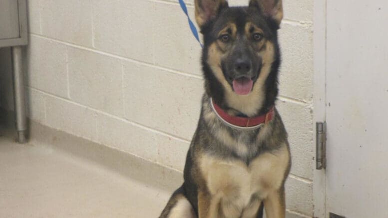 A tri-color German shepherd with a blue leash, looking happy