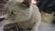 A gray tabby cat looking flustered