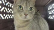 A tabby cat inside a cage, looking outside