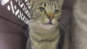 A tabby cat inside a cage, looking sad